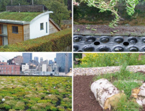 Have You Been Planning a Green Roof Project in Kent?